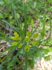 Asclepias pedicellata image