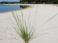 Aristida curtissii
