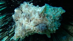 Dendrodoris tuberculosa