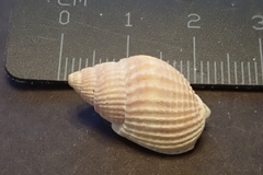 Nassarius albescens