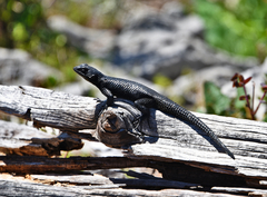 Sceloporus oberon