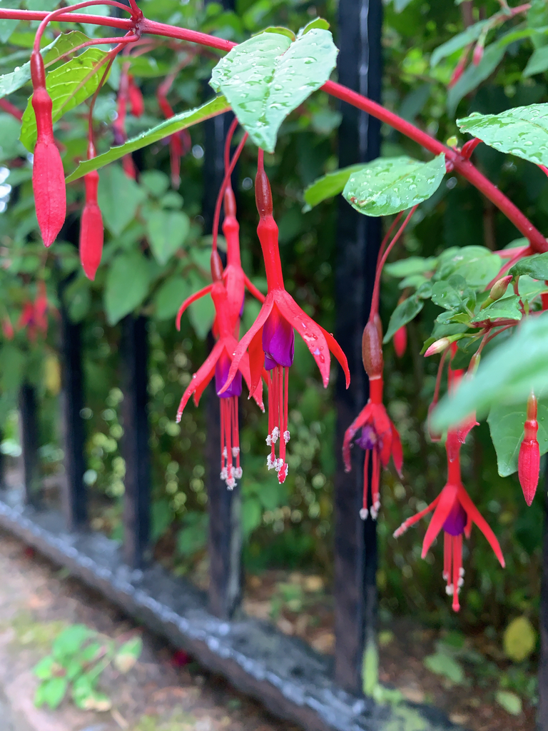 Fuchsia magellanica 'Riccartonii'