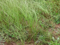Aristida oligantha