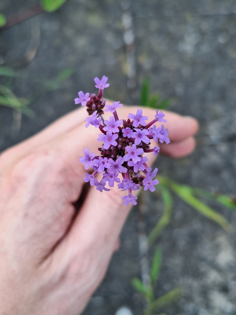 Verbena bonariensis