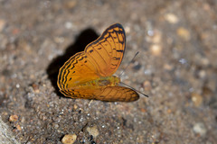 Phalanta madagascariensis