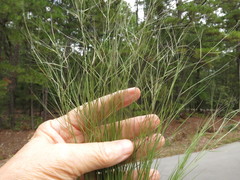 Aristida oligantha