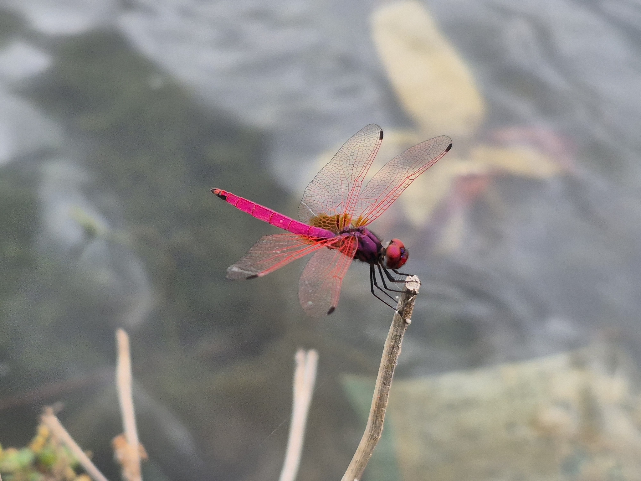 Crimson Marsh Glider