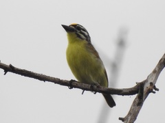 Pogoniulus chrysoconus