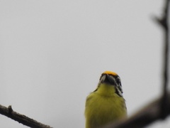 Pogoniulus chrysoconus