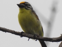 Pogoniulus chrysoconus
