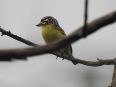 Pogoniulus chrysoconus