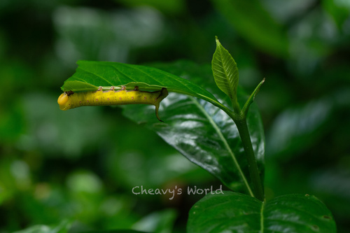 common gardenia