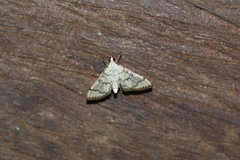 Blepharomastix ranalis