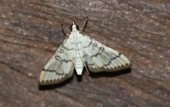 Blepharomastix ranalis