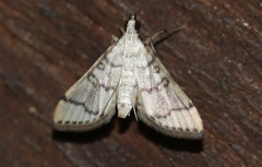 Blepharomastix ranalis