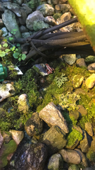 Epipedobates tricolor