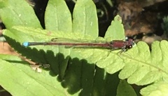 Oxyagrion