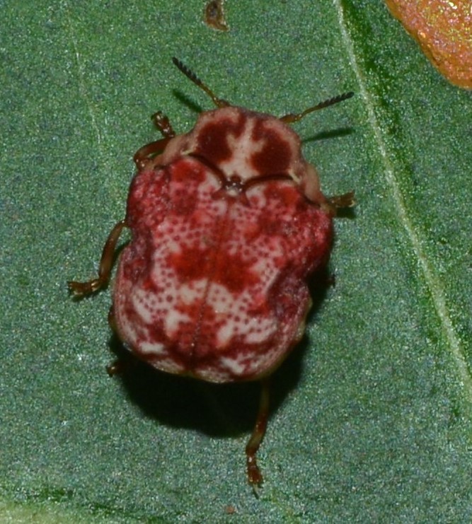 Cloaked Warty Leaf Beetles