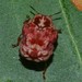 Cloaked Warty Leaf Beetles - Photo (c) Elendil Cocchi, some rights reserved (CC BY-NC), uploaded by Elendil Cocchi