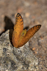 Phalanta madagascariensis