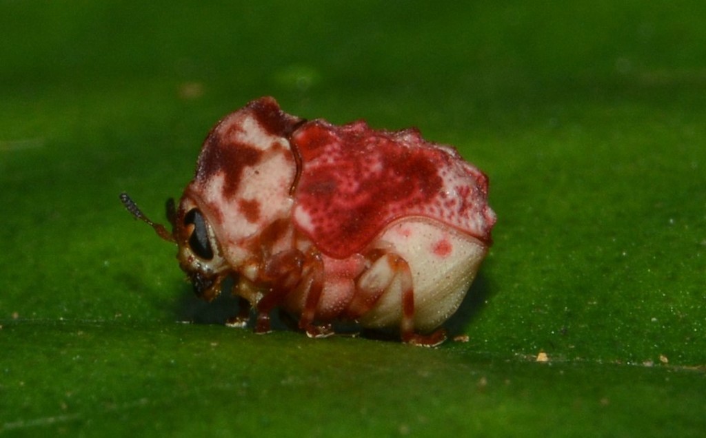 Chlamisus kermes