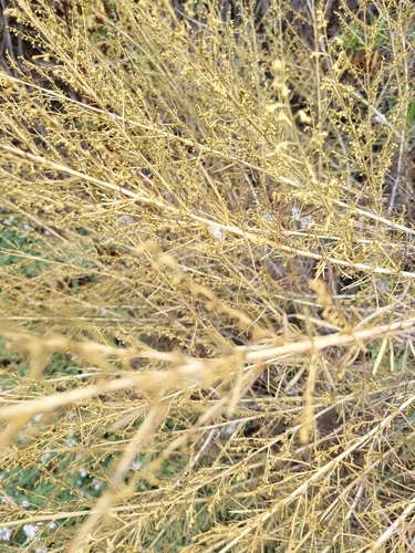 iNaturalist observation photo of California sagebrush