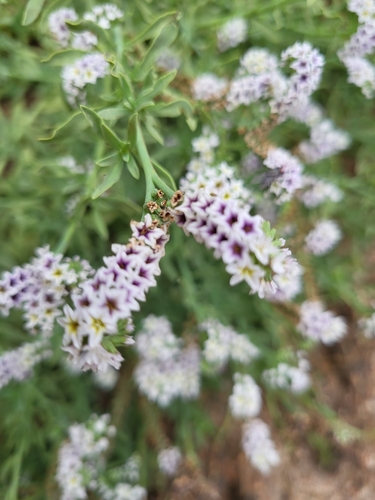 iNaturalist observation photo of alkali heliotrope