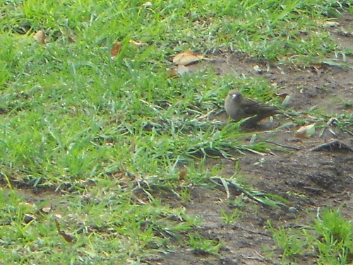 Passeridae
