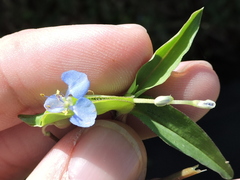 Commelina diffusa diffusa