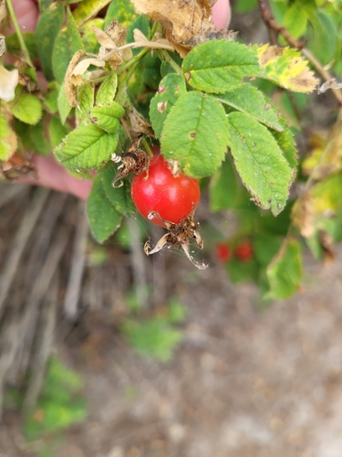 iNaturalist observation photo of California Wild Rose