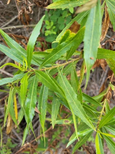 iNaturalist observation photo of mule fat