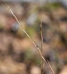 Aristida dichotoma
