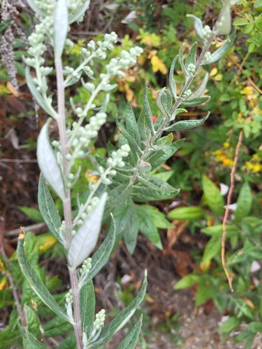 iNaturalist observation photo of California mugwort