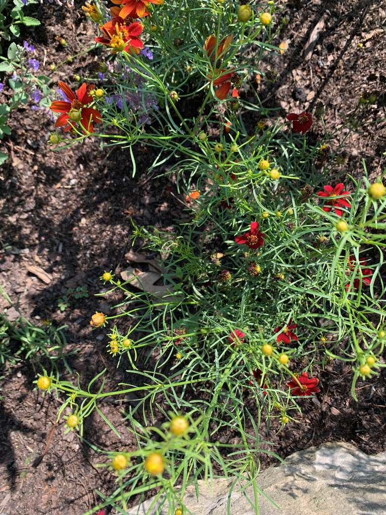 Coreopsis verticillata 'Moonbeam'