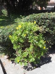 Asteraceae