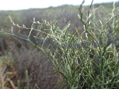 Myriolimon diffusum
