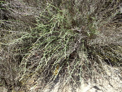 Myriolimon diffusum
