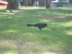 Quiscalus mexicanus