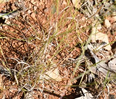 Aristida dichotoma