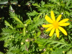Asteraceae