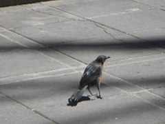 Quiscalus mexicanus