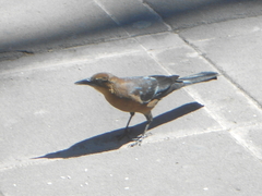 Quiscalus mexicanus