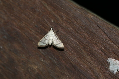 Blepharomastix ranalis