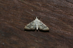 Blepharomastix ranalis