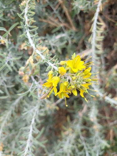 iNaturalist observation photo of Bladderpod