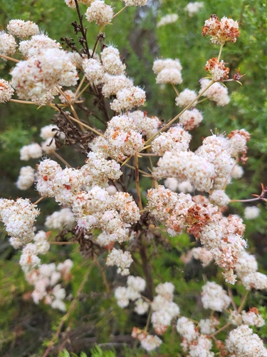 iNaturalist observation photo of California Buckwheat