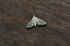 Blepharomastix ranalis