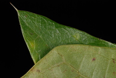 Quercus × subfalcata