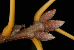 Quercus × subfalcata