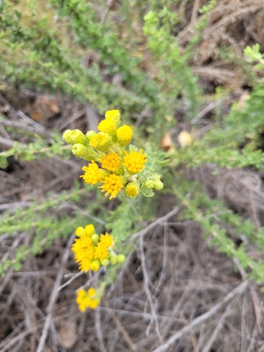 iNaturalist observation photo of Coastal Goldenbush